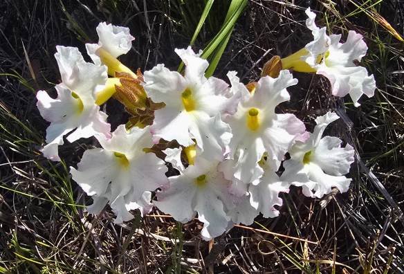 Harveya capensis in flower